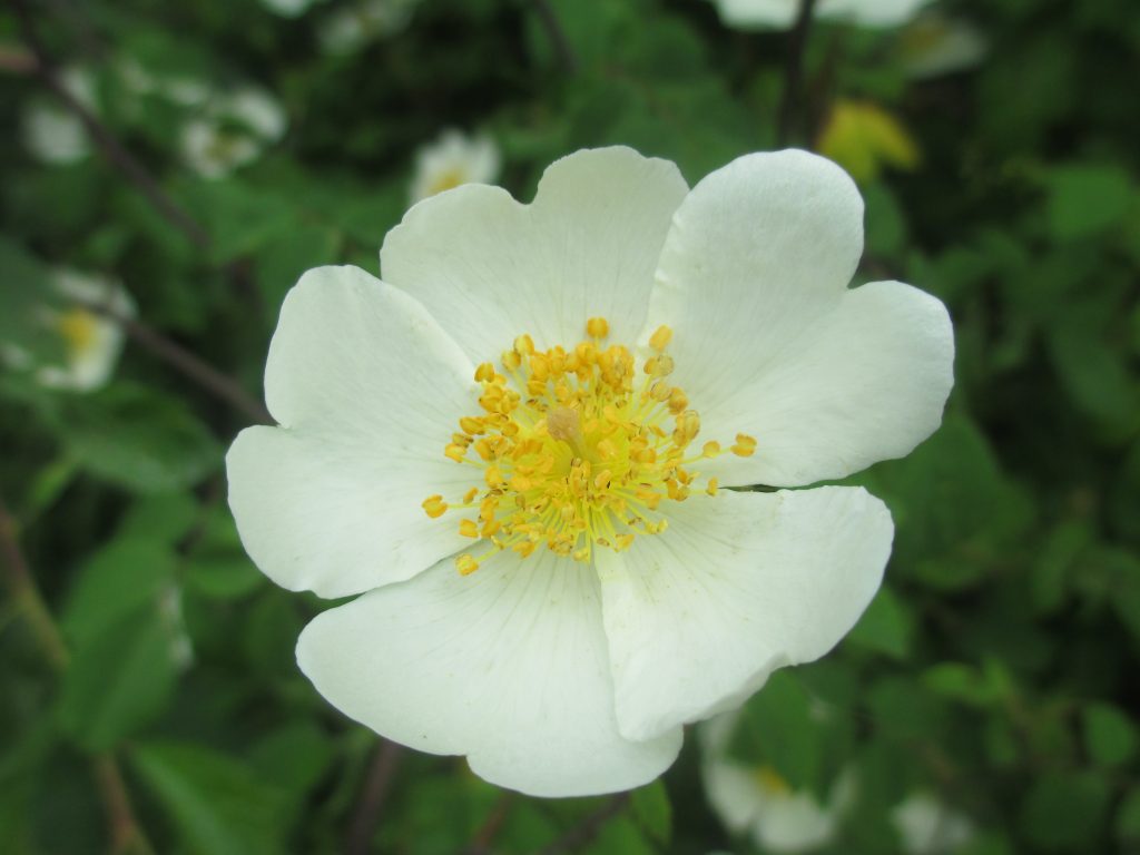 This image has an empty alt attribute; its file name is IMG_3597-1024x768.jpg